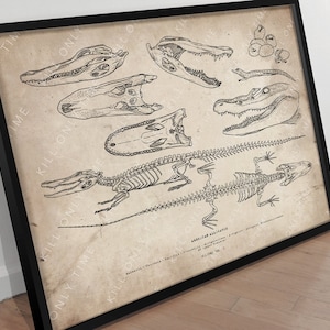 American Alligator Skeleton Wall Art, Reptile Vintage Antique Poster, Alligator Skull Drawing, Gator Anatomy Wall Print, Crocodile Artwork