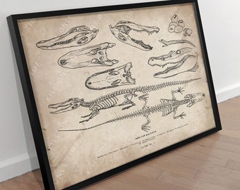 American Alligator Skeleton Wall Art, Reptile Vintage Antique Poster, Alligator Skull Drawing, Gator Anatomy Wall Print, Crocodile Artwork