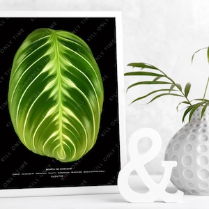May include: A framed botanical print featuring a close-up of a vibrant green leaf with white veins against a black background. The text "KILL ONLY TIME" is printed around the edges. A white ampersand and a white vase with a plant are in the foreground.
