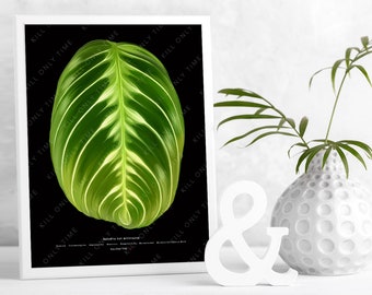 Maranta Cat Moustache Art Print - Plant Art, Maranta NoID, Prayer Plant, Botanical Houseplant Wall Decor, Tropical Plants, Garden Center