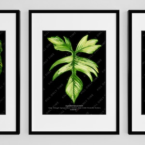 Philodendron Florida Beauty Wall Art, Variegata Philodendron Leaf Print, Florida Beauty Botanical Illustration, Tropical Plant Poster Art