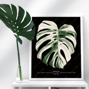Monstera Albo Wall Art, Monstera Art Print, Houseplant Poster, Botanical Illustration, Monstera Borsigiana, Variegated Monstera, Variegata
