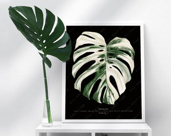 Monstera Albo Art Print: Hand-Drawn Vintage-Style Variegated Monstera Foliage Botanical Illustration, Tropical Plant Poster