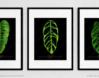 Monstera Obliqua Art Print - Rare Plant Art, Monstera Foliage Drawing, Botanical Leaf Illustration, Plant Room Decor, Tropical Plant Art