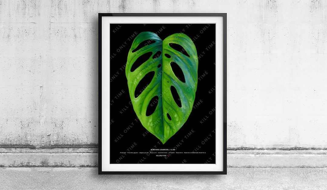 Monstera Adansonii Wide Form Art Print, Monstera Leaf Botanical Plant ...