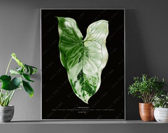 Syngonium Albo Wall Art, Variegated Syngonium Art Print, Botanical Illustration, Plant Taxonomy Art Portrait, Syngonium Albo Foliage Poster