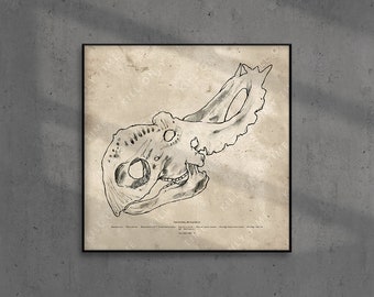 Pachyrhinosaurus Skull Wall Art, Triceratops Skull Art Print, Dinosaur Fossil Skull Wall Decor Anatomical Scientific Dinosaur Drawing Poster