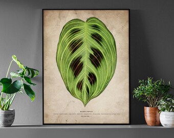 Maranta Fantasy Art Print - Plant Art, Maranta Light Veins Wall Art, Prayer Plant, Botanical Houseplant Artwork, Tropical Variegated Plants