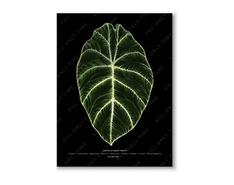Alocasia Black Velvet Wall Art, Alocasia Foliage Poster Art, Vintage Antique Alocasia Plant Leaf Drawing Black Velvet Botanical Illustration