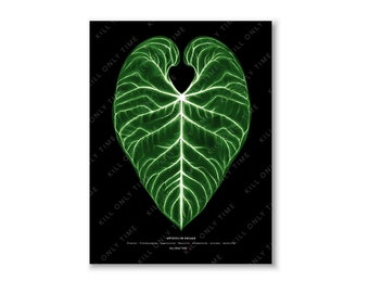 Anthurium Regale Wall Art, Anthurium Leaf Art Print, Botanical Illustration, Regale Foliage Art Poster, Anthurium Regale Modern Art Drawing