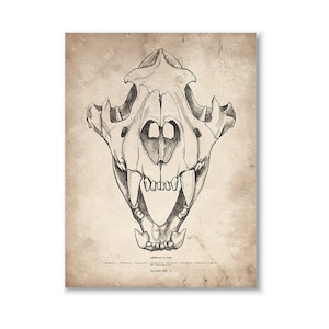 Bengal Tiger Skull Art Print, Vintage Tiger Skull Drawing, Bengal Anatomical Art Print, Bengal Tiger Fossil Poster, Bengal Tiger Feline Cats
