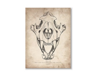 Bengal Tiger Skull Art Print, Vintage Tiger Skull Drawing, Bengal Anatomical Art Print, Bengal Tiger Fossil Poster, Bengal Tiger Feline Cats