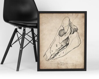 May include: Black and white illustration of a pig skull on a vintage paper background. The skull is shown in profile, with the teeth and jawbone visible. The image is framed in a black frame.
