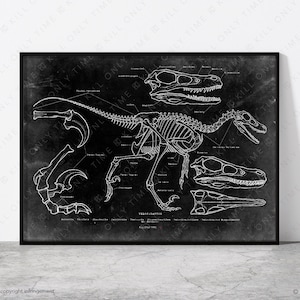 Anatomically Correct Raptor Velociraptor Skeleton Art Print: Hand-drawn Vintage Dinosaur Anatomical ...