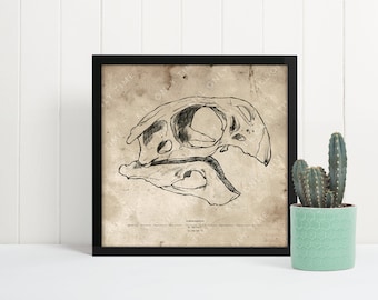Conchoraptor Skull Drawing Wall Art - vintage antique drawing art print, dinosaur skull drawing, anatomical sketch, fossil drawing, jurassic
