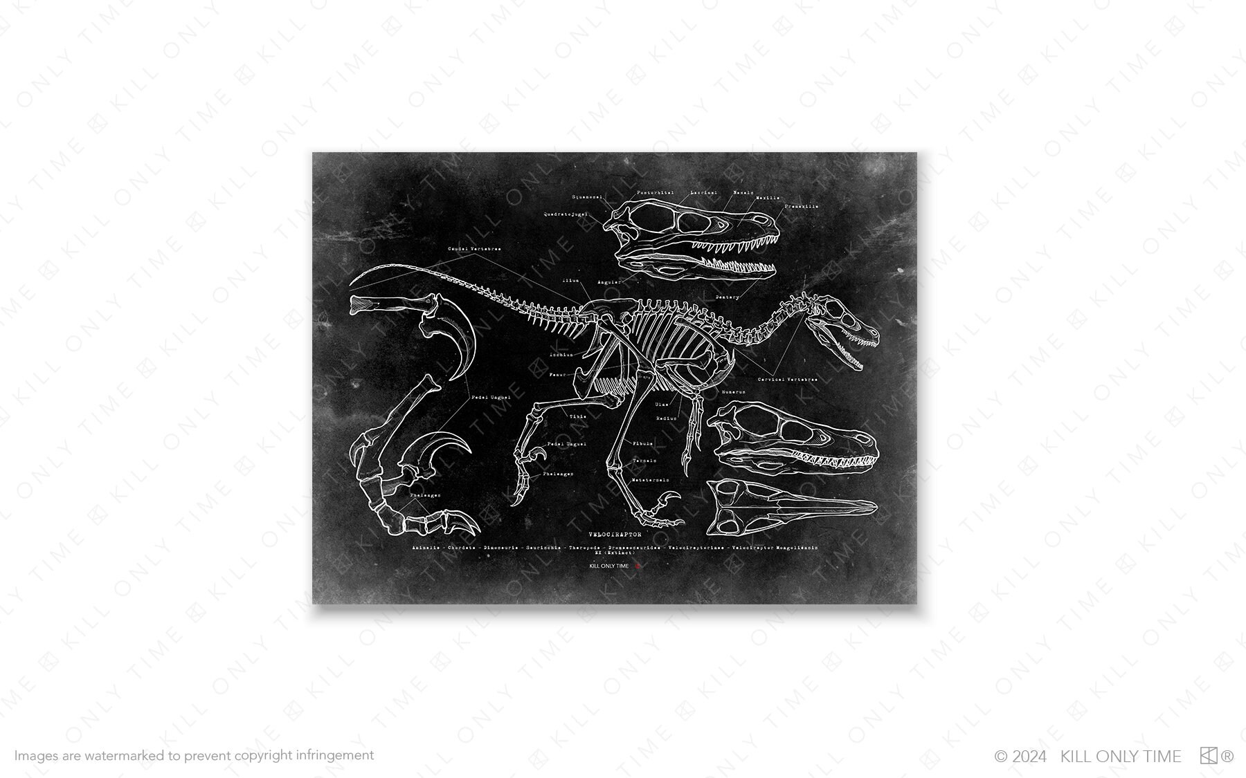 Anatomically Correct Raptor Velociraptor Skeleton Art Print: Hand-drawn Vintage Dinosaur Anatomical ...