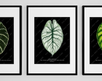 Alocasia Silver Dragon Wall Art - Plant Art, Dragon Scale Art Print, Botanical Illustration, Plant Taxonomy Art, Tropical Plant Collector