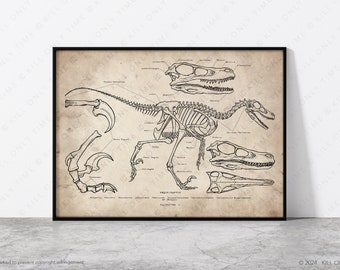 Velociraptor Skeleton Wall Art, Vintage Dinosaur Skull Poster, Jurassic Fossil Art, Raptor Anatomical Sketch, Scientific Paleontology Print