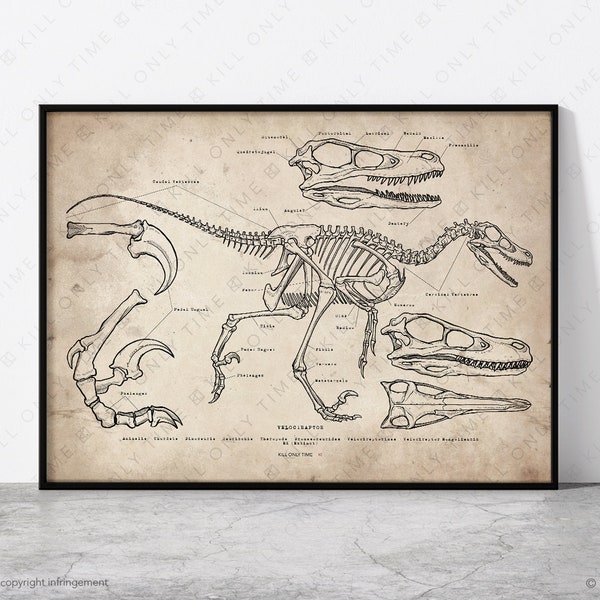 Velociraptor Skeleton Wall Art, Vintage Dinosaur Skull Poster, Jurassic Fossil Art, Raptor Anatomical Sketch, Scientific Paleontology Print