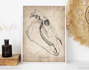 Horse Skull Wall Art, Horse Skeleton Art Print, Farm Animal Skull Illustration, Scientific Anatomical Drawing, Vintage Mammal Skull Poster