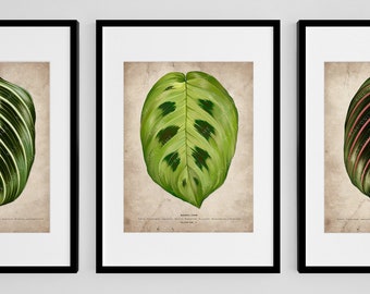 Maranta Green Art Print - Plant Art, Maranta Prayer Plant, Botanical Houseplant Illustration, Maranta Green Poster, Foliage Leaf Drawing