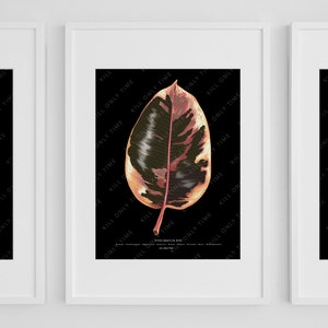 May include: Three framed botanical prints featuring detailed illustrations of ficus leaves. The leaves display a variety of colors, including green, white, pink, and black, set against a black background. The frames are white.