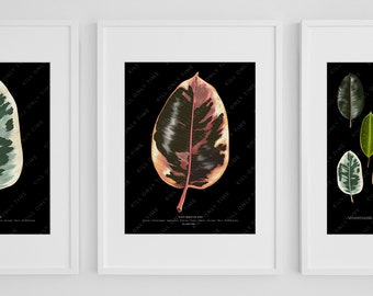 Ficus Elastica Ruby Wall Art - Plant Art, Rubber Tree Art Print, Botanical Illustration, Ruby Ficus Foliage, Houseplant Lover, Foliage Art