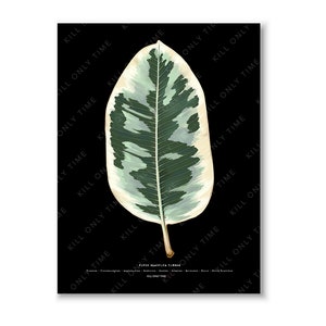 Ficus Elastica Tineke Wall Art, Ficus Tineke Art Print, Rubber Tree Wall Art, Botanical Ficus Foliage Poster, Variegated Leaf Illustration