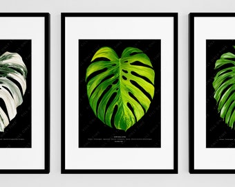 May include: Three framed prints of Monstera Deliciosa leaves. The leaves are green, white, and variegated. The prints are on black backgrounds and have a botanical illustration style.