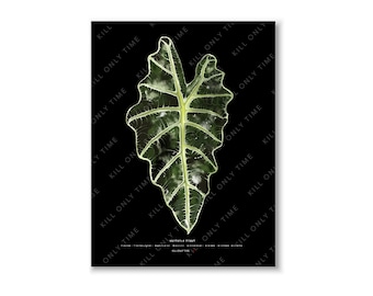Alocasia Polly Wall Art, Alocasia Botanical Illustration Print, African Mask Plant Poster, Vintage Polly Leaf Print, Alocasia Foliage Decor