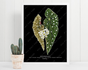Begonia Maculata Wightii Wall Art, Begonia Botanical Illustration, Polka Dot Plant Art Print, Minimal Floral Art Drawing, Plant Art Poster