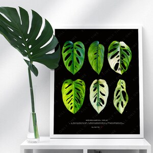 Philodendron Species Print - Etsy