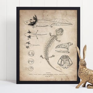 Axolotl Skeleton Art Print, Salamander Drawing, Anatomical Wall Art, Endangered Species, Cute Amphibian Illustration, Gilled Salamander