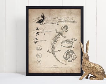 Axolotl Skeleton Art Print: Hand-Drawn Vintage Amphibian Anatomical Illustration, Gilled Salamander Drawing Scientific Poster
