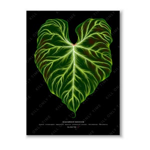 Philodendron Verrucosum Wall Art, Philodendron Leaf Print, Botanical Houseplant Poster, Botanical Foliage Illustration, Verrucosum Artwork