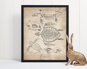 Hawksbill Sea Turtle Skull Wall Art, Vintage Antique Turtle Drawing Art Print, Turtle Skeleton Poster, Reptile Anatomical Illustration Print