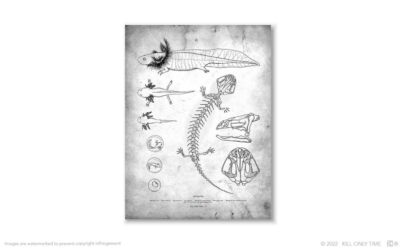 Axolotl Skeleton Art Print: Hand-drawn Vintage Amphibian Anatomical ...