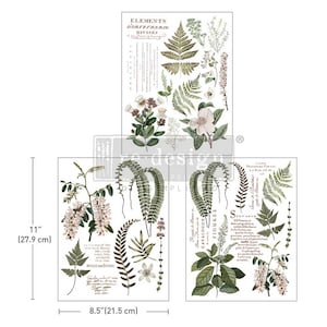 May include: Three sheets of botanical illustrations featuring ferns, flowers, and leaves. The sheets are printed on white paper and measure 8.5 inches by 11 inches.