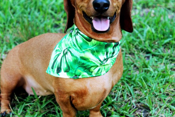 Tropical Palm Dog Bandana