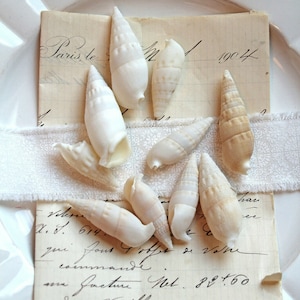 Könnte beinhalten: Eine Anordnung weißer Muscheln auf Vintage-Papier mit handschriftlichem Text. Ein weißes Band und eine dekorative Krone sind ebenfalls vorhanden. Die Muscheln variieren in Größe und Form, mit Farbtönen von Off-White bis Beige.