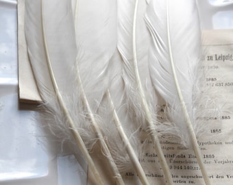 0.40EUR/piece 5 delicate large feathers feather swing feathers white 16-18 cm goose feathers decorative feathers crafts DIY Christmas