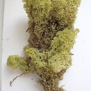 Scandinavian moss 125 euros/kg smaller pieces of real hand-harvested light green Icelandic moss reindeer moss floristry decoration crafts approx. 20g image 4