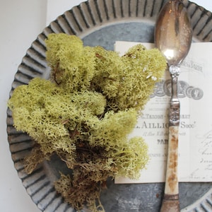 Scandinavian moss 125 euros/kg smaller pieces of real hand-harvested light green Icelandic moss reindeer moss floristry decoration crafts approx. 20g image 2