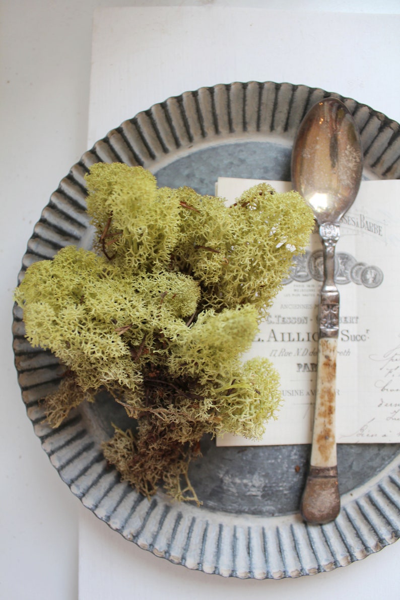 Scandinavian moss 125 euros/kg smaller pieces of real hand-harvested light green Icelandic moss reindeer moss floristry decoration crafts approx. 20g image 2