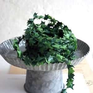 drachenbaum obi Drachenbaum 'Magenta'