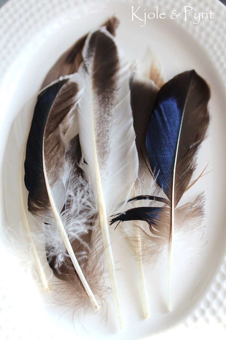 0.30Euro/piece 5 duck feathers mix feathers natural blue brown grey 8-12 cm decorative feathers craft DIY Christmas Easter decoration image 1