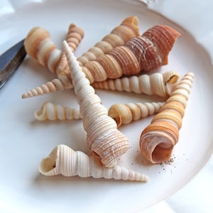 Könnte beinhalten: Eine Sammlung spiralförmiger Muscheln in Creme-, Beige- und Brauntönen, angeordnet auf einem weißen Teller. Die Muscheln variieren in Größe und Form, mit einer dekorativen Krone im Hintergrund. Eine Schere ist ebenfalls zu sehen.
