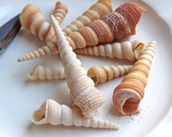 0.25Eur/piece 10 tower shells Turritella communis 5-7 cm cream - brown shell shell mother of pearl shell shabby maritime natural decoration crafts DIY