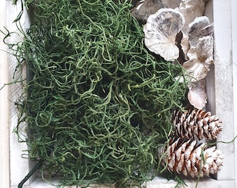 Forest Moos Dunkel GRÜN 15g 150Eur/kg Dschungelmoos Bartflechte Tillantie Dekomoos Trockendeko Floristik Dekomoos Naturmoos Basteln