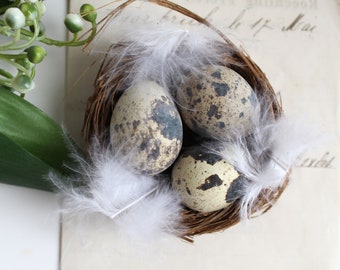 Quail nest quail eggs NATURE nest 7 x 3 cm decorative nest natural decoration Easter nest spring floristry